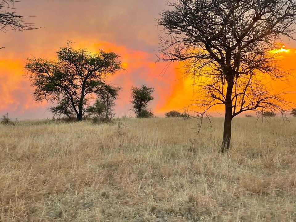 Acacia at sunset