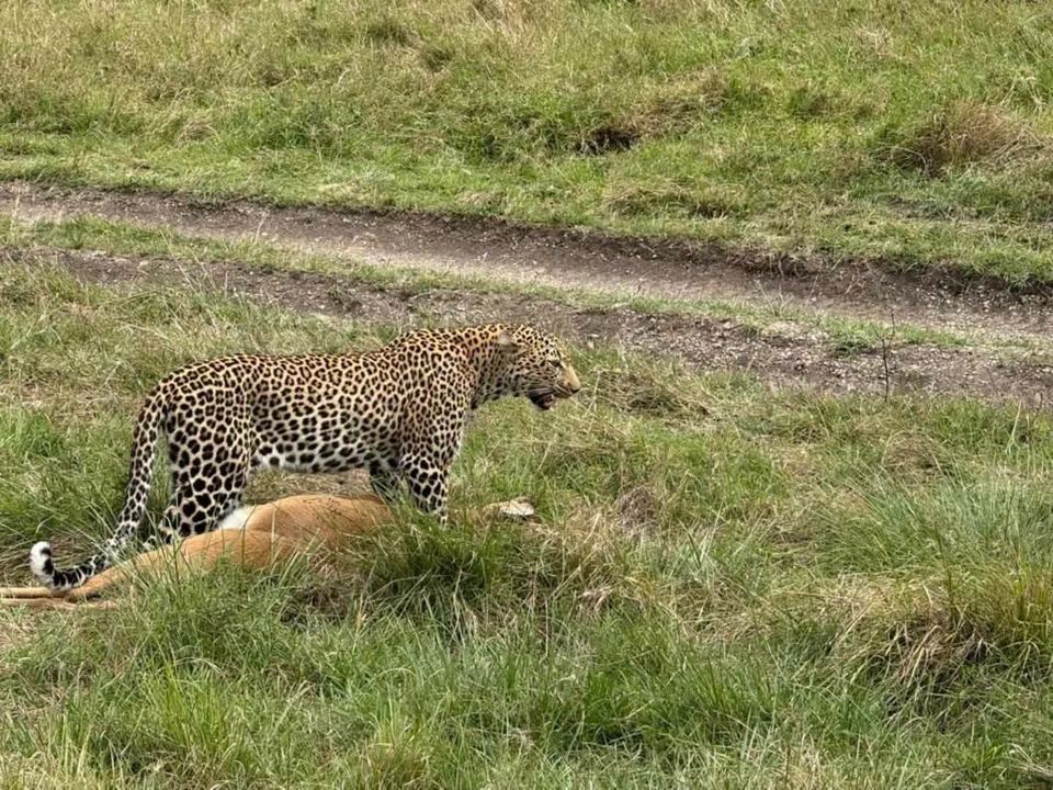 Leopard