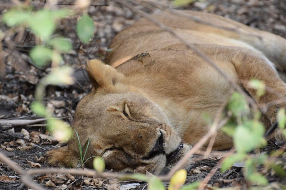 Lioness asleep